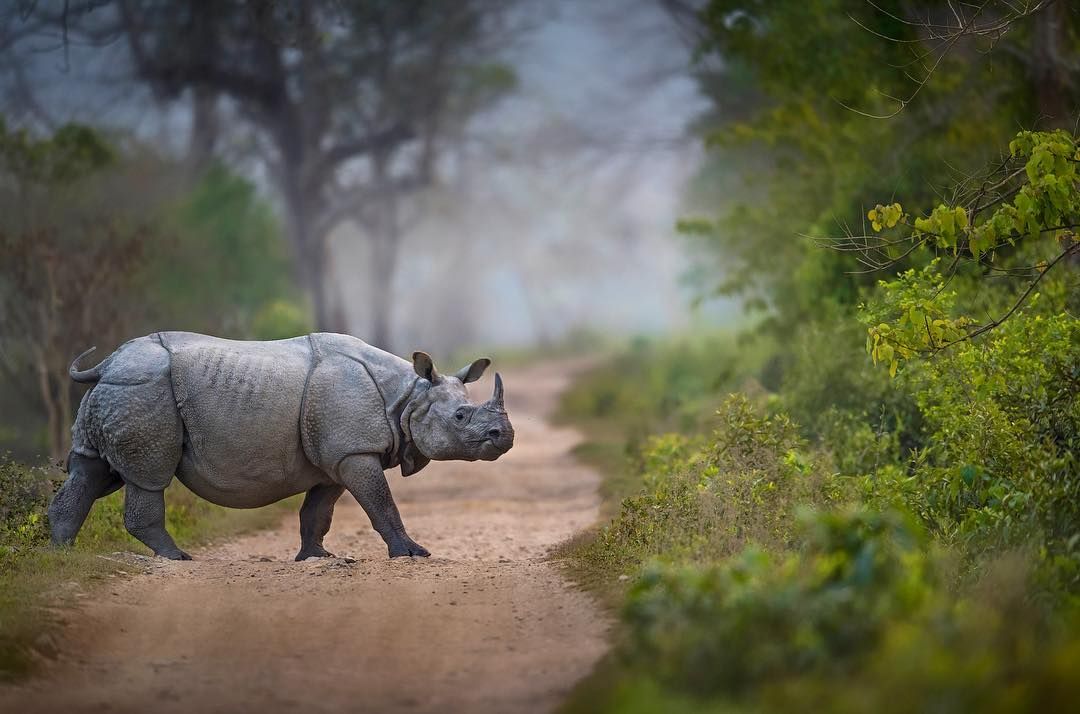 A majestic one-horned rhinoceros in the grasslands of Chitwan National Park