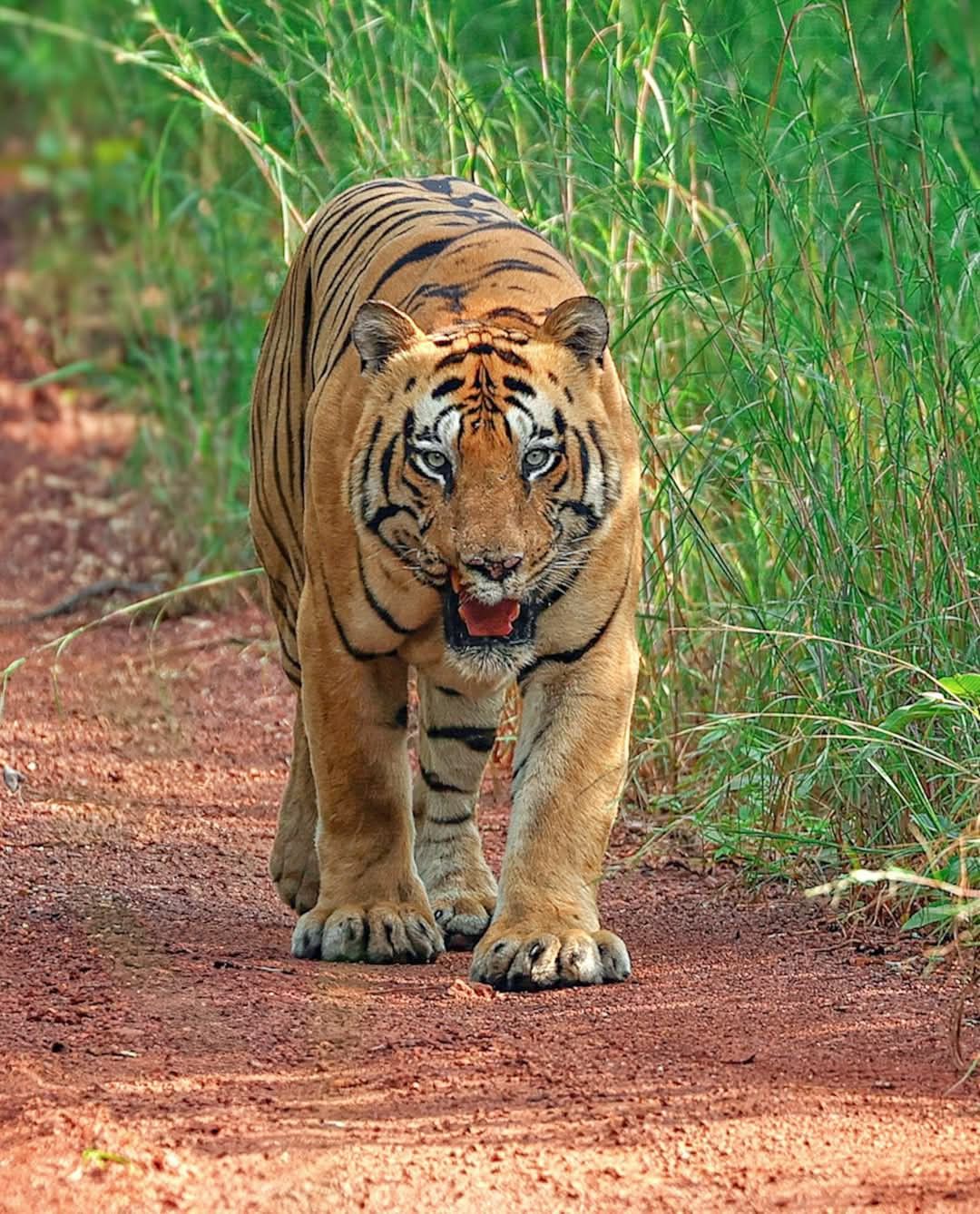 A Bengal Tiger walking through tall grass in Bardia National Park