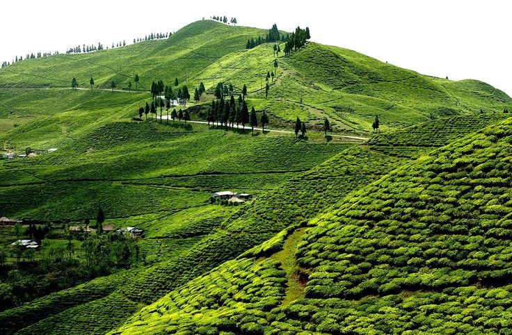 Rolling green tea garden hills in Kanyam, Ilam, Nepal