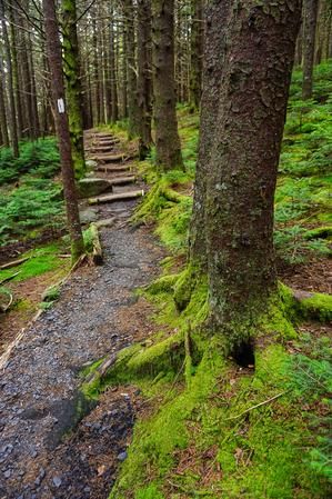 A trekking trail winding through a dense rhododendron forest in Langtang National Park