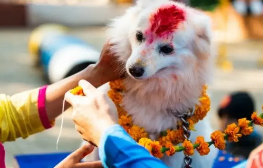 Dogs festooned in colorful marigold garlands for Kukur Tihar