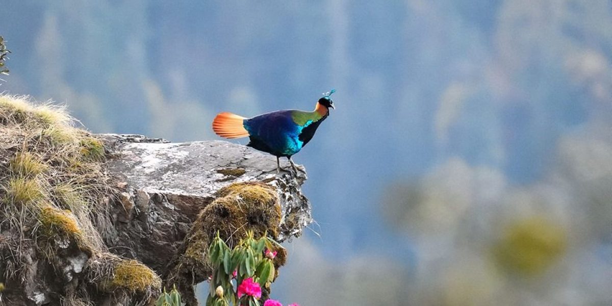 Himalayan birding Himalayan birding